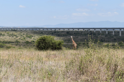 Parque. Una jirafa recorre una zona del Parque Nacional de Nairobi (el único situado en una capital en el mundo).