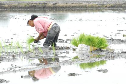 Una persona trabaja en sembrar plantas de arroz en el Guayas.