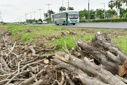 Los residentes denunciaron anteriormente la poda de árboles en La Puntilla.