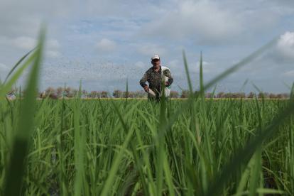Labor. Un agricultor trabaja en su finca donde tiene un cultivo de arroz, en la provincia de Guayas.