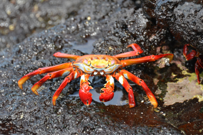 La veda de cangrejo protege el proceso de muda y garantiza la sostenibilidad de los manglares en Ecuador.