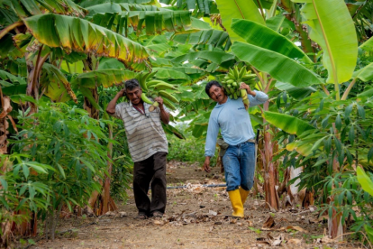 El bono raíces destinará una ayuda económica destinada a hogares vinculados a actividades agropecuarias.