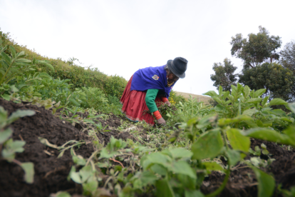El Bono Raíces está destinado a personas con necesidades económicas que se dediquen a actividades agropecuarias.