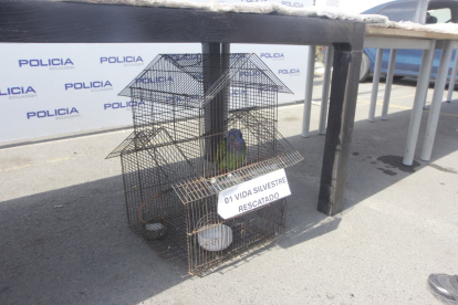 El loro cabeza azul recuperado en el operativo.