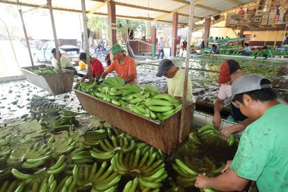 El país exportó $ 2.548 millones en banano, de enero a julio de este año.