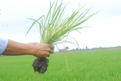 Agricultores denuncian que han empezado a registrar alza de precios.