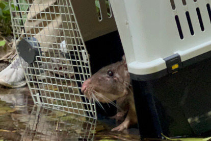 Guanta fue reintroducida a su hábitat