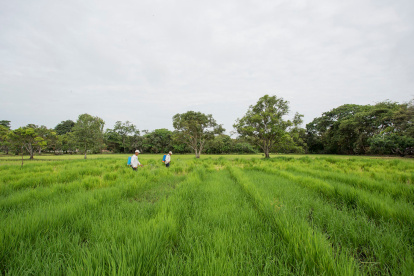 Según el BCE, los sectores con mayor dinamismo serán la agricultura, ganadería y silvicultura.