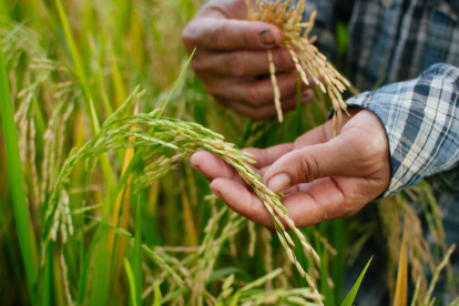 El ministro de Agricultura anunció la compra de arroz para regular su precio en el mercado.