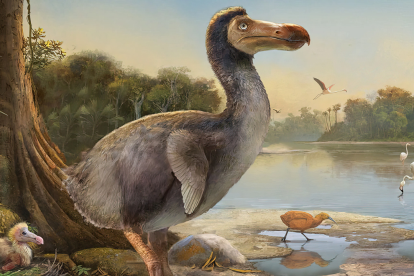 El dodo, ave de la isla de Mauricio, se extinguió a finales del siglo XVII debido a la caza y la introducción de depredadores por parte de exploradores.