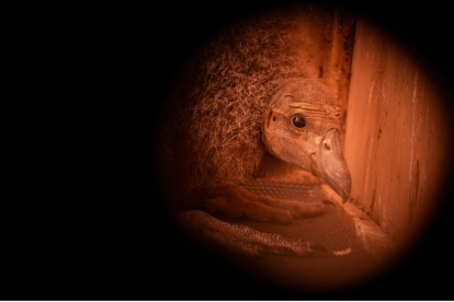 Todavía no tiene un nombre, pero su crianza es una esperanza para la preservación de la especie.