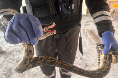 Animales rescatados por la Policía Nacional