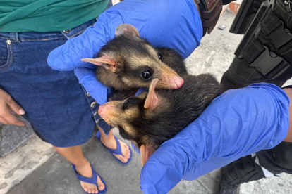 Especies fueron rescatadas por la Policía.,