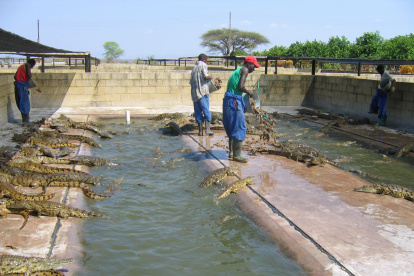Criaderos. La granja de cocodrilos se encuentra en el distrito de Binga, en Zimbabue, donde los trabajadores alimentan a los animales.