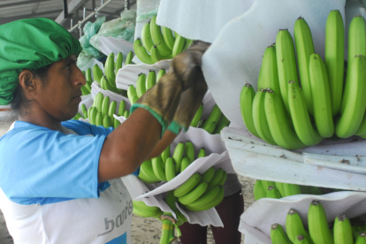 Entre enero y julio de 2025, las exportaciones de banano de Ecuador alcanzaron 227.72 millones de cajas