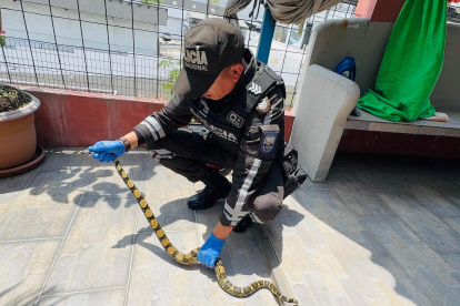 Serpiente fue rescatada a la altura de Urdesa.