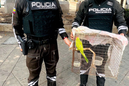 El lorito estaba en una vivienda allanada.