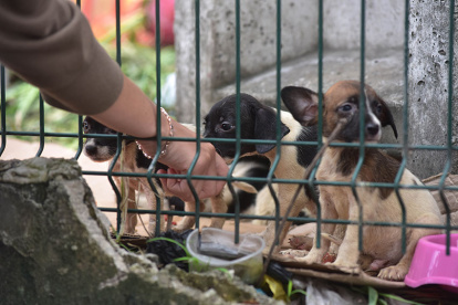 Decomisan perros en criaderos clandestinos en el Guasmo Sur, en Guayaquil.