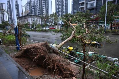 Un árbol arrancado de raíz junto a la carretera en la ciudad de Yangjiang, provincia de Guangdong, China, 24 de septiembre de 2025.