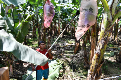 Hay malestar en los pequeños productores de El Oro ante la falta de información, de parte del Ministerio de Agricultura.