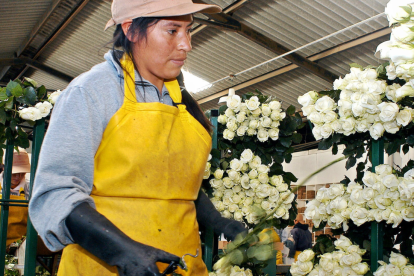 El sector floricultor del país pierde un millón de dólares al día por los paros.