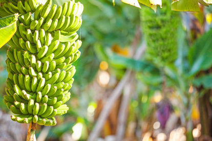 La FAO considera al Fusarium TR4 como una de las plagas más devastadoras del mundo, con efectos en la economía, el comercio y la seguridad alimentaria global.