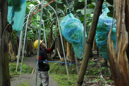 El país vendió 257,44 millones de cajas de 18,14 kg, lo que representa un crecimiento del 4,11%, hasta agosto.