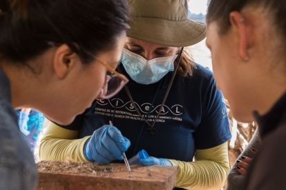 El insecto conocido como chinchorro está presente en 20 provincias de Ecuador y expone a miles de familias rurales.