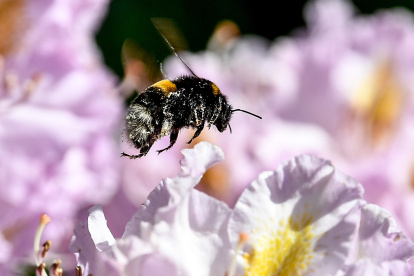 Los abejorros llevan al menos 24 millones de años polinizando el tilo, según un estudio.