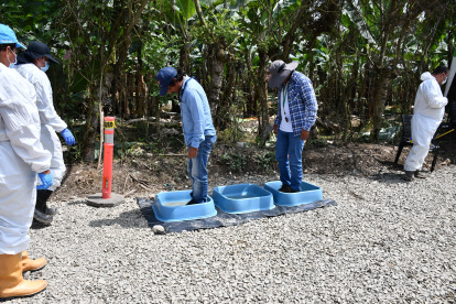 En todas las hacienda bananeras debe existir medidas de bioseguridad para que se desinfecten hasta los zapatos, las botas y ropa deben ser únicas para esa finca en particular.