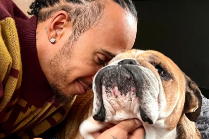 Te contamos los detalles del cuadro clínico, los síntomas de alerta y por qué esta enfermedad puede ser mortal en perros