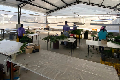 Imbabura. Pocos trabajadores han podido ejercer labores en fincas florícolas.