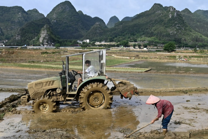 Los agricultores trabajan en un campo de arroz en las afueras de Xingyi, en la provincia de Guizhou, en el suroeste de China, el 29 de septiembre de 2025.