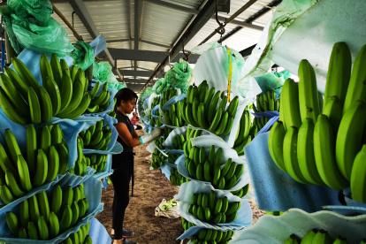 La deuda en firme de la exportadora, según la entidad recaudadora, cayó a $ 3 millones.