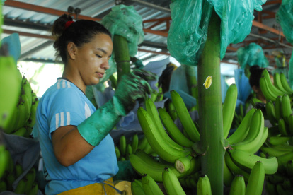 La familia Noboa se ha dedicado en gran parte a la producción y distribución bananera.
