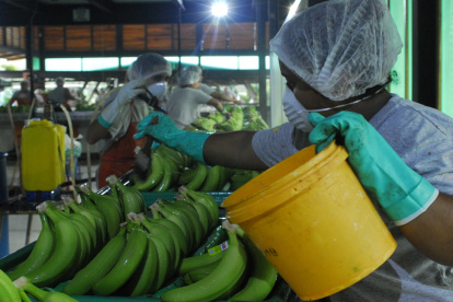 La Exportadora Bananera Noboa era el mayor deudor del SRI hasta marzo de 2025 (foto referencial).