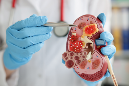 Papaya, jengibre y menta: ingredientes naturales que podrían apoyar la salud renal y digestiva.