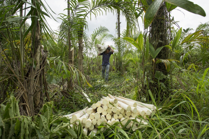 La transferencia única de $1.000 está destinada a 100.000 pequeños productores rurales en situación de pobreza.