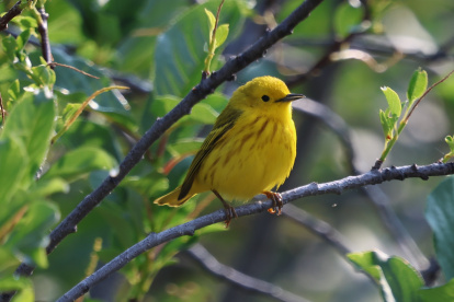 Fotografía de un ejemplar de reyezuelo amarillo facilitada por el Dr. Brian Balmer.