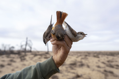 Caza. Jóvenes cazadores revisan al amanecer las redes instaladas en la costa del lago Al Bardawil, para contar y tomar las aves cazadas.
