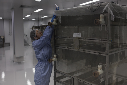Planta. Una persona supervisa la cría de mosquitos Aedes aegypti en un laboratorio de la empresa de biotecnología británica Oxitec.