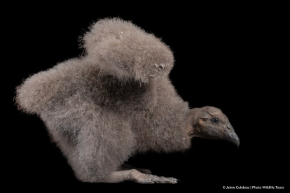 La primera pichona de cóndor en nacer de forma asistida en Cuenca fue nombrada Kimsa.