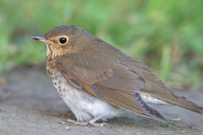 Las aves del campus de Loja se convierten en aliadas de la ciencia, la educación y la conciencia ecológica de toda la comunidad universitaria.