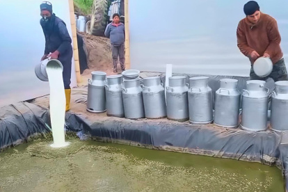 La leche que no lograr cruzar las vías, dice, se bota o se recolecta en fosas tratando de aprovecharla como fertilizante,  para luego esparcirla en el campo.
