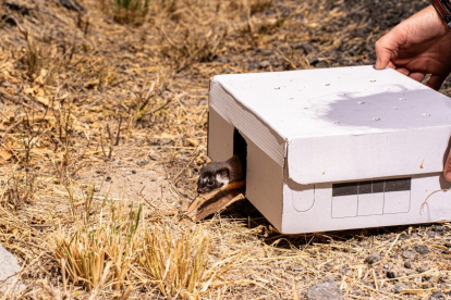 El Laboratorio Natural UIO ha recibido y liberado más de 160 animales silvestres, incluyendo aves, mustélidos y serpientes.