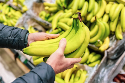 Gremios bananeros lanzan propuestas para evitar los efectos letales del hongo Fusarium.