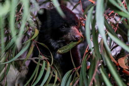 Especie. Los osos andinos de Ecuador forman parte de la rica biodiversidad de los Andes tropicales.