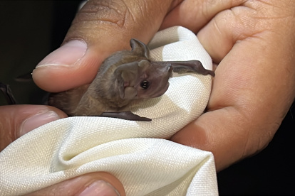 Los murciélagos se comunican a través de sonidos imperceptibles para el oído humano