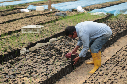 Oferta.    El mercado norteamericano absorbe hasta el 30 % de las exportaciones de cacao local.