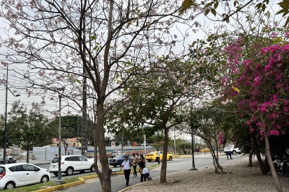 Jacarandá. El corredor de Los Ceibos, a la altura del hospital del IESS, esta planta muestra flores rosadas.